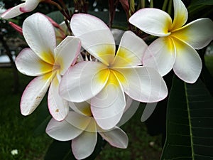 Apocynaceae flow temple plumeria frangipani