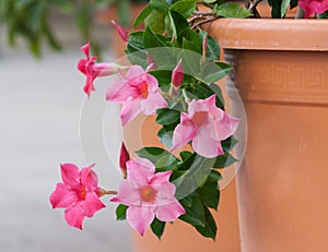 Apocynaceae mandevilla sanderi grade rosea, beautiful pink flowers form of bells