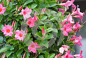 Apocynaceae mandevilla sanderi rosea, beautiful pink flowers in the form of bluebells