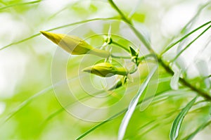 APOCYNACEAE, Thevetia peruviana or Yellow Oleander or Lucky Nut or Lucky Bean or Trumpet Flower or yellow flower and sky