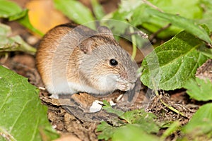 Apodemus agrarius, Striped Field Mouse.