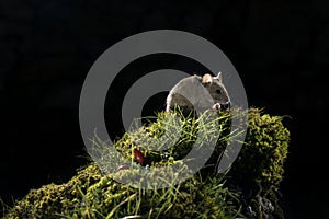 Apodemus sylvaticus, field mouse climbing a rock with green moss,