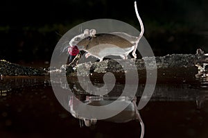 Apodemus sylvaticus mouse a red mulberry by a branch in the water