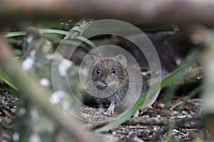 Apodemus sylvaticus, wood mouse portrait feeding
