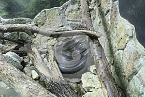 Apodora papuana is a black snake lying between rocks and branches