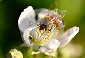 Apoidea on a blackberries flower.