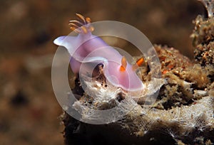 Apolegma Nudibranch