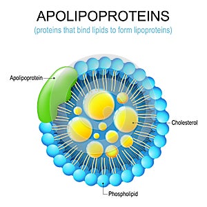 Apolipoprotein structure