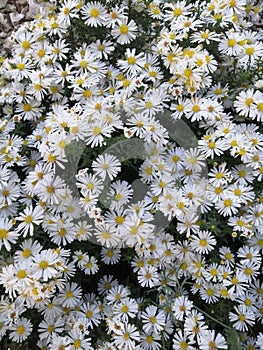 Apollo aster bush. garden and vegetable garden, white flowers photo