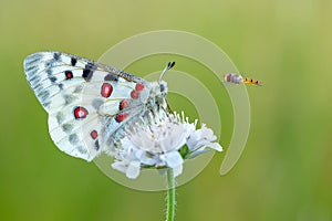 Apollo Buterfly Parnassius apollo in Czech Republic