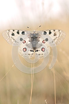 Apollo butterfly in the evening light