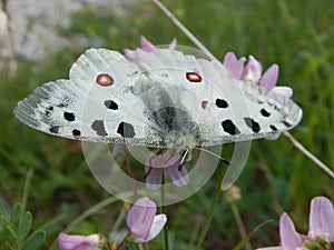 Apollo butterfly in Sanctuary