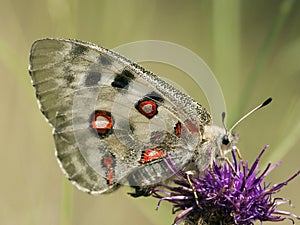 Apollovlinder, Apollo, Parnassius apollo