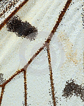 Apolo butterfly back wing pattern