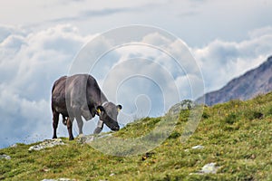 An apologetic cow alone in the pasture