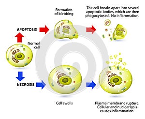 Apoptosis and necrosis. Difference.