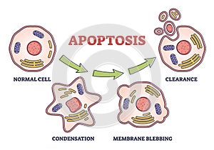 Apoptosis process stages as programmed cell death in labeled outline diagram
