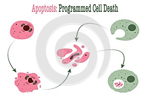 Apoptosis: Programmed Cell Death