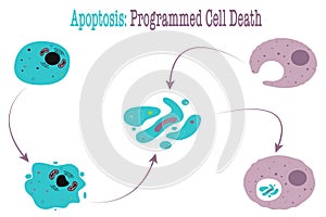 Apoptosis: Programmed Cell Death