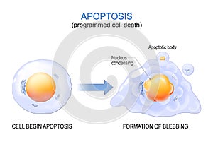 Apoptosis. programmed cell death