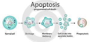 Apoptosis. Programmed cell death.