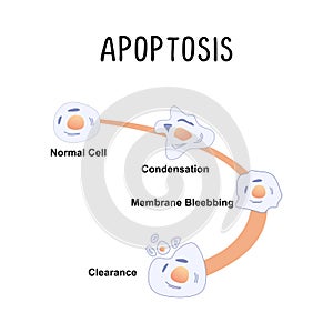 Apoptosis (Programmed Cell Death): The natural process of cell death