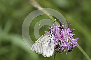 Aporia crataegi, the black-veined white, is a large butterfly of the family Pieridae