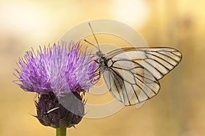 Aporia crataegi black veined white precious white butterfly with black venation ridding in purple thistle