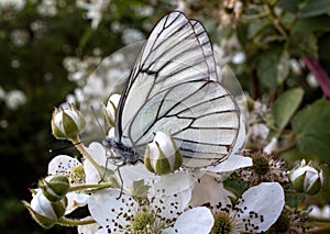 Aporia Crataegi Butterfly on a flower blackberry