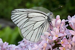 Aporia Crataegi butterfly on a flower lilac