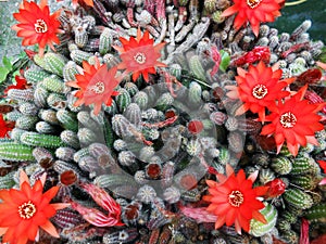 Aporocactus