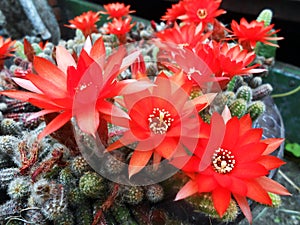 Aporocactus