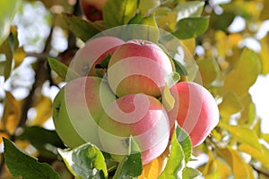 Aport apples on the apple tree.