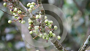 Aporusa lindleyana. The tree is harvested from the wild for medicinal purpose and for its edible fruits