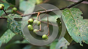 Aporusa lindleyana. The tree is harvested from the wild for medicinal purpose and for its edible fruits