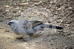 Apostile bird also known as the grey jumper, lousy jack or cwa bird