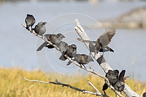 Apostle birds on the banks of Lara wetlands .