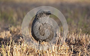 Apostlebird in outback Australia