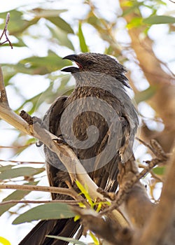 The apostlebird Struthidea cinerea, also known as the grey jumper, lousy jack or cwa bird is It is a native to Australia.