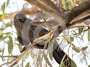 The apostlebird Struthidea cinerea, also known as the grey jumper, lousy jack or cwa bird is It is a native to Australia.