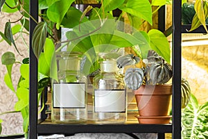 Apothecary or medical jars with plants on shelf