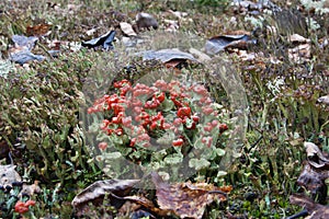 Apothecium of lichen Cladonia