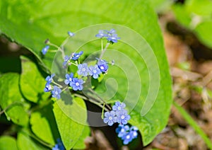 Appalachian Bluet, Houstonia serpyllifolia