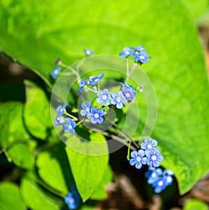 Appalachian Bluet, Houstonia serpyllifolia