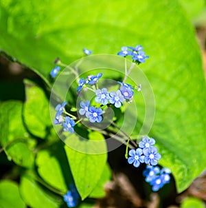 Appalachian Bluet, Houstonia serpyllifolia photo