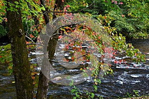 Appalachian Mountain River Autumn-0