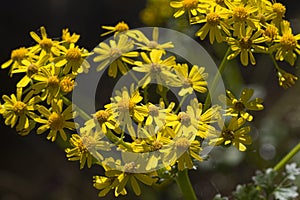 Appalachian Ragwort Wildflowers -  Packera anonyma