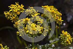 Appalachian Ragwort Wildflowers -  Packera anonyma