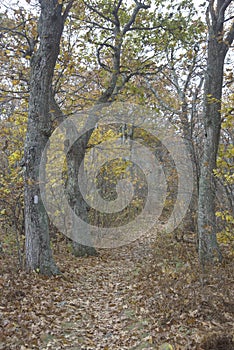 The Appalachian Trail