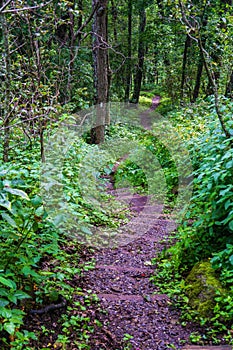 Appalachian Trail in the Blue Ridge Mountains